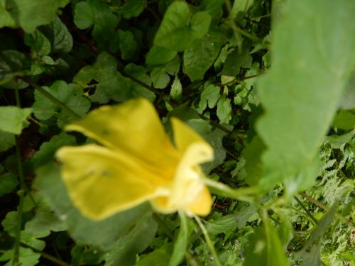 黃花鳳仙花