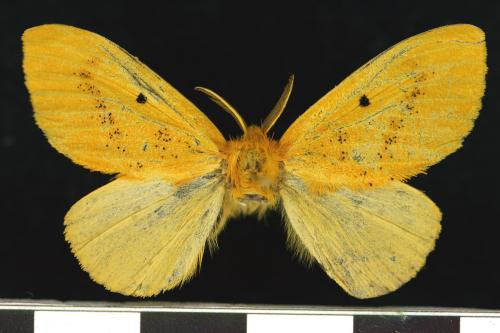橙黃毒蛾／Euproctis nigricauda Matsumura, 1931
