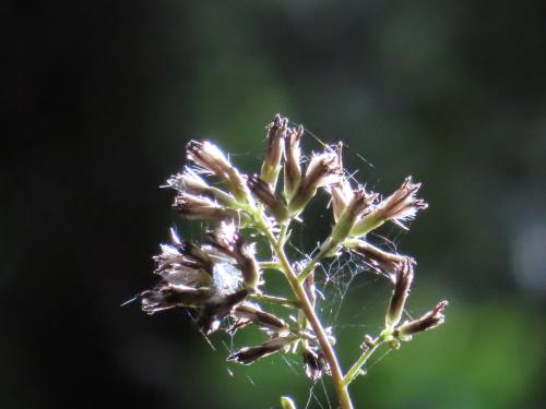 高山破傘菊