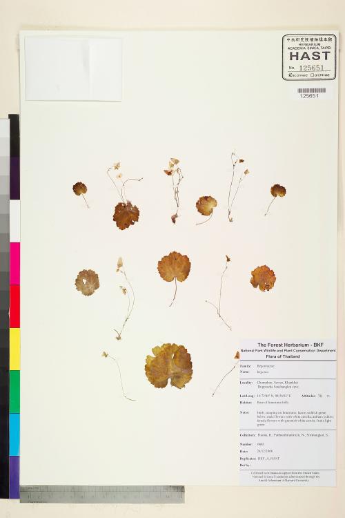 Begonia incerta標本_BRCM 2447