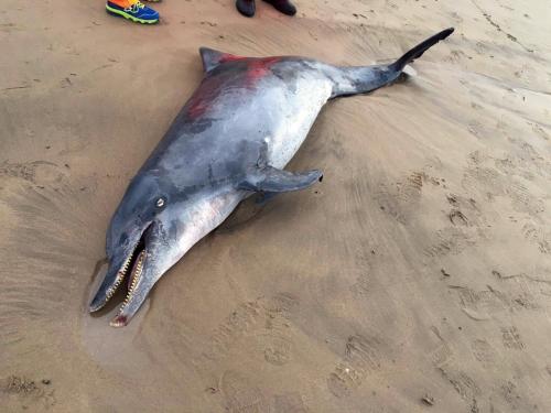 擱淺於貢寮沙灘的南方瓶鼻海豚，腹部的斑點是主要特徵