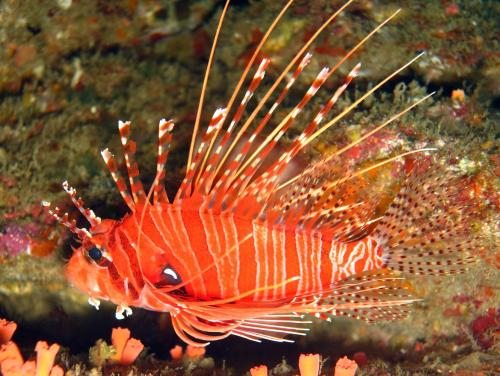 Pterois antennata 觸角蓑鮋