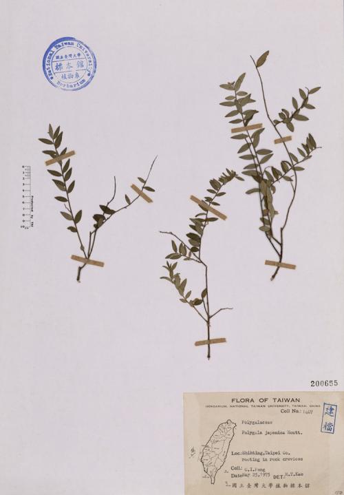 Polygala japonica Houtt._標本_BRCM 4641