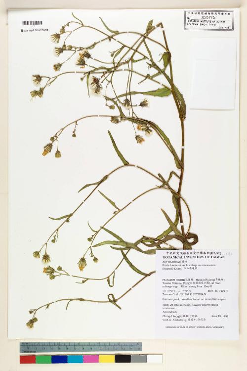 Picris hieracioides L. subsp. morrisonensis (Hayata) Kitam._標本_BRCM 7523