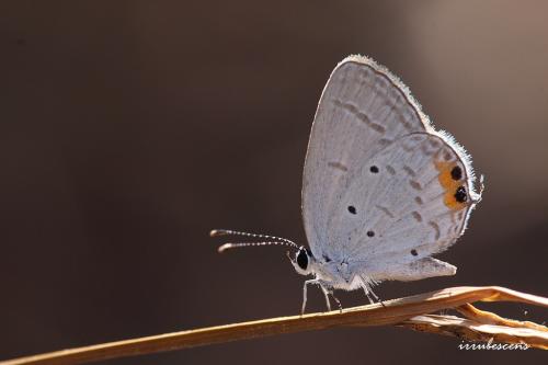 L49-2 南方燕藍灰蝶