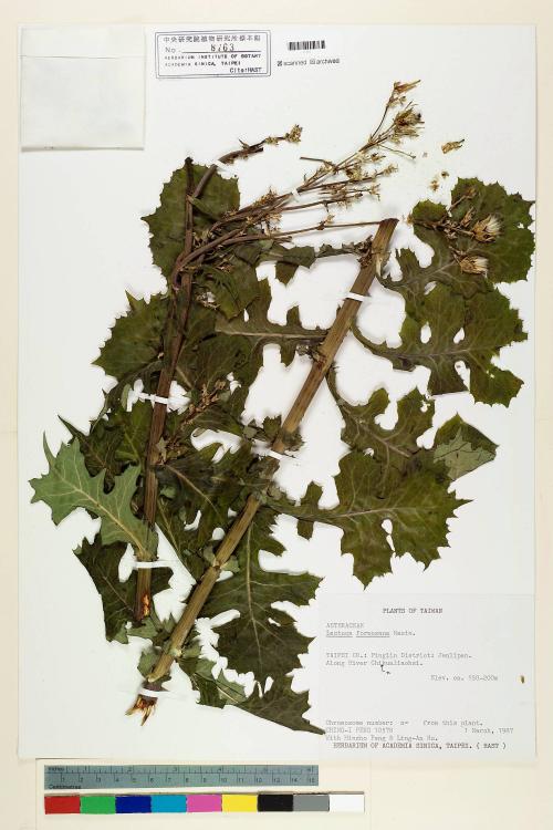 Lactuca formosana Maxim._標本_BRCM 6954