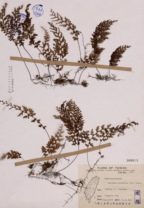Mecodium polyanthos (Sw.) Copel._標本_BRCM 4044