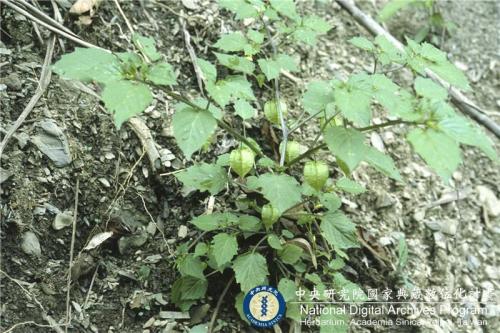 Physalis pubescens L._BRCM 6069