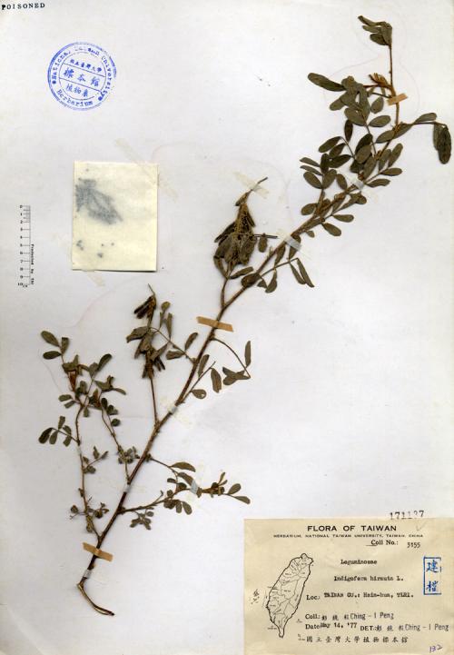 Indigofera hirsuta L._標本_BRCM 4125