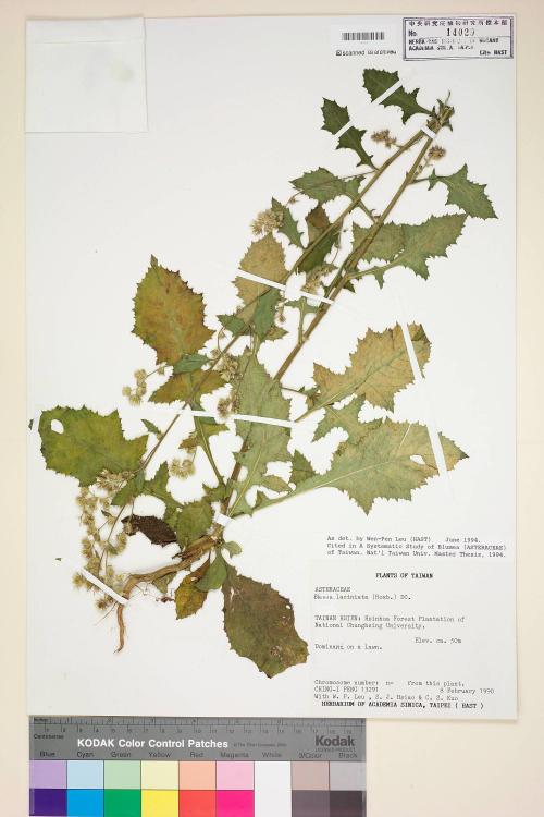 Blumea laciniata (Roxb.) DC._標本_BRCM 4931
