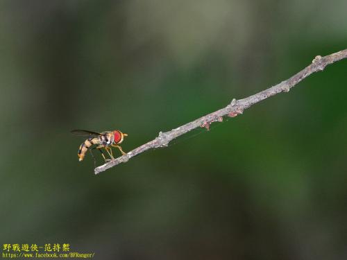 細扁食蚜蠅 (黑帶蚜蠅)