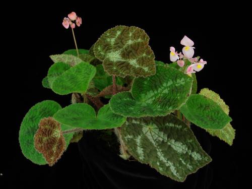 半側膜秋海棠 (Begonia semiparietalis Yan Liu, S.M.Ku & C.I Peng)