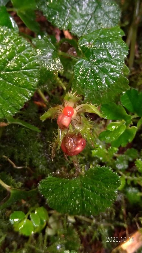 刺萼寒莓