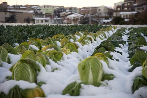 在寒冬中生長的白菜
