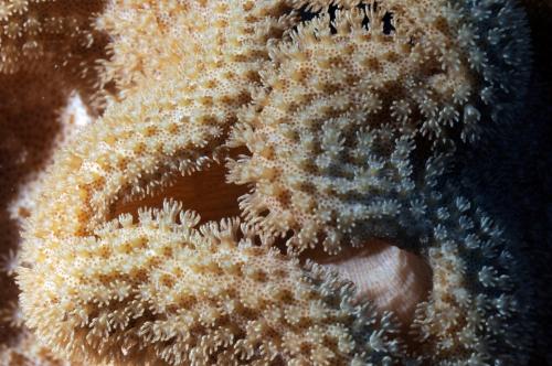 明確肉質軟珊瑚