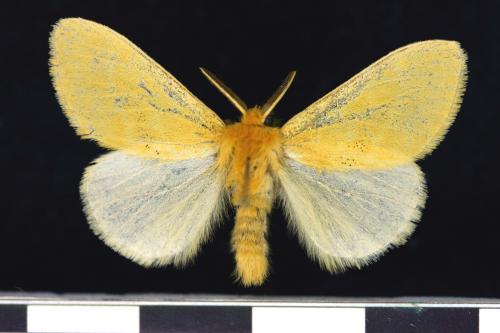 褐帶斑黃毒蛾／Euproctis latifascia suisharyonis Strand, 1914