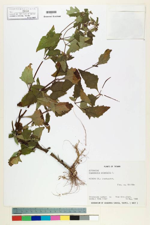 Sigesbeckia orientalis L._標本_BRCM 7087