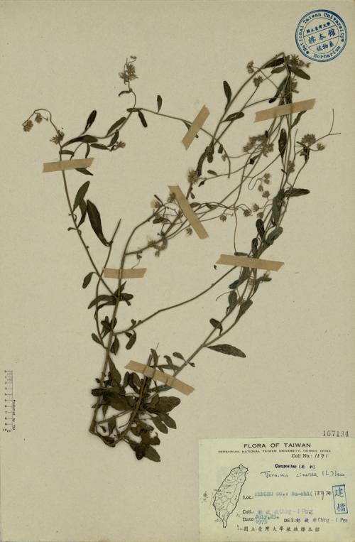 Vernonia cinerea (L.) Less._標本_BRCM 3870
