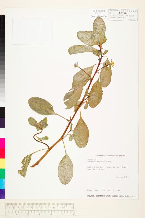 Ludwigia ×taiwanensis C.I Peng_標本_BRCM 3588