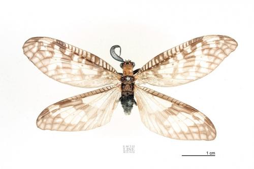 Neochauliodes meridionalis Weele, 1910