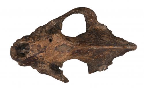 最後斑鬣狗頭骨化石