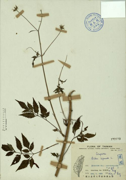 Bidens bipinnata L._標本_BRCM 4269