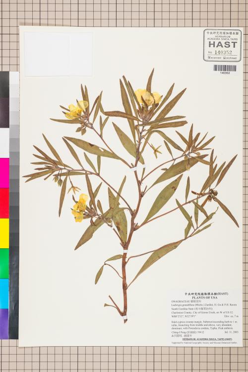 Ludwigia grandiflora (Michx.) Zardini|H. Gu & P.H. Raven_標本_BRCM 3552