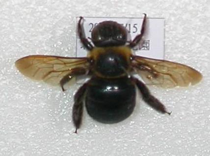 白領帶木蜂標本照