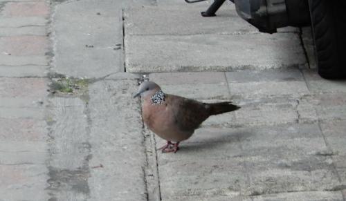 珠頸斑鳩