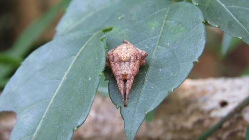 豐滿新園蛛