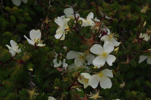 玉山野薔薇