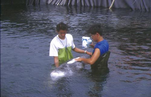 2000年瑞氏(花紋)海豚阿通伯，於苗栗民間養蝦池復健