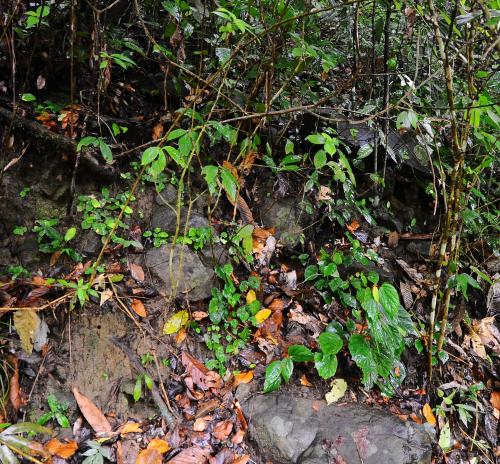 Begonia palawanensis Merr.