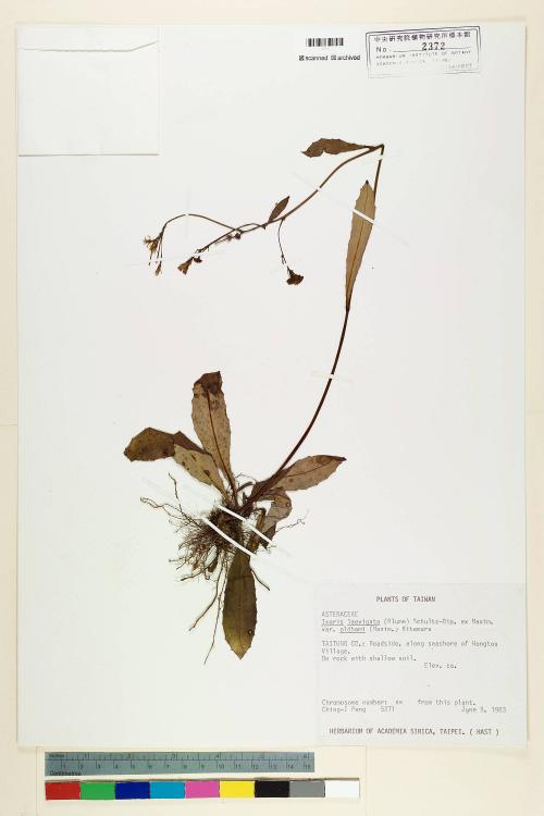 Ixeris laevigata (Blume) Schultz-Bip. ex Maxim var. oldhami (Maxim.) Kitam._標本_BRCM 6380