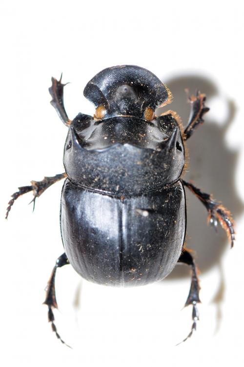 大黑糞金龜 Catharsius molossus Linnaeus