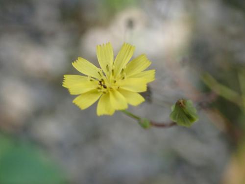 黃鵪菜