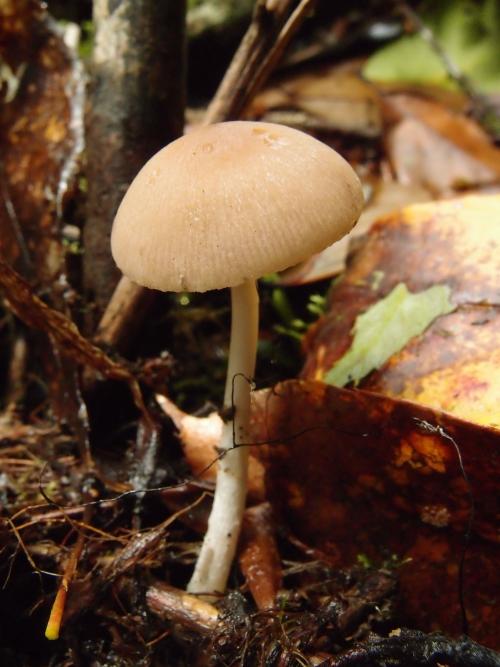 Psathyrella obtusata(鈍頂小脆柄菇)