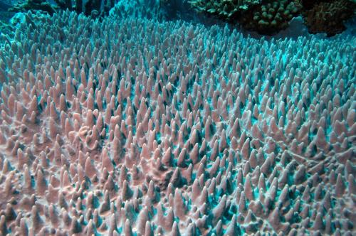 光滑指形軟珊瑚