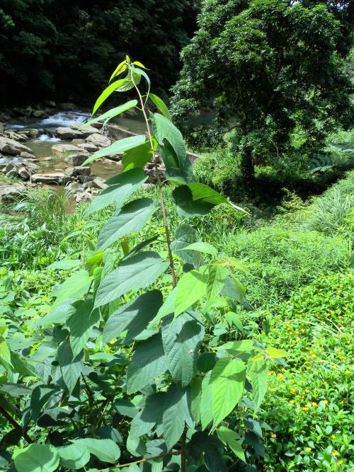 小構樹植株