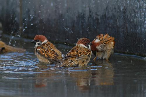 20101204 麻雀-洗澡-水浴@高雄美術館 21