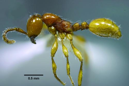 錫蘭迷蟻