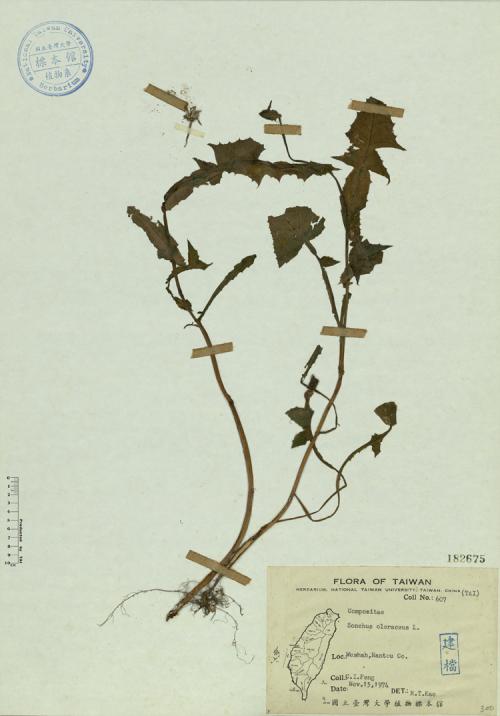 Sonchus oleraceus L._標本_BRCM 4524