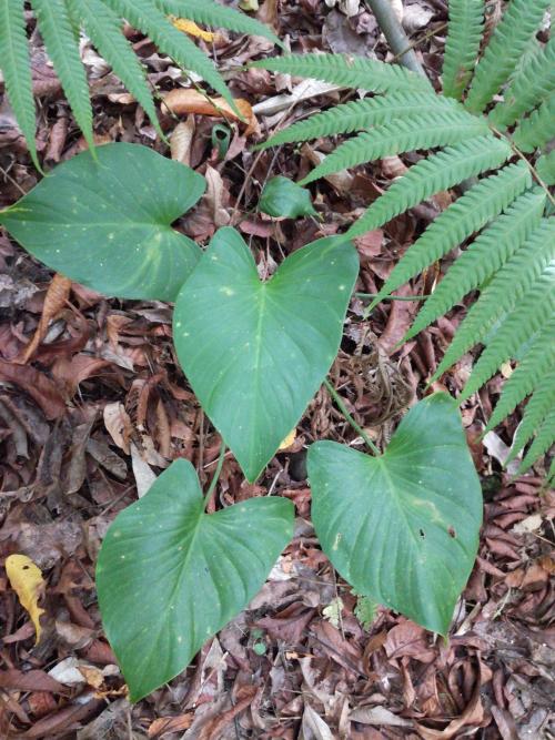 菲律賓扁葉芋