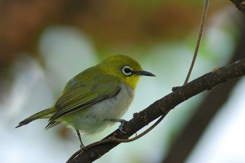 綠繡眼-全身側面@高雄鳥松濕地