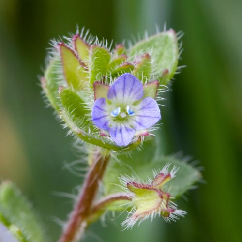 Veronica hederifolia L.