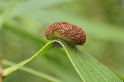 Poliotelium hyalospora/Atelocauda hyalospora (透灰冬銹菌)