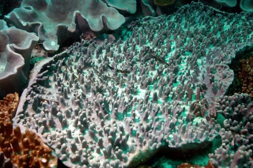 密集指形軟珊瑚