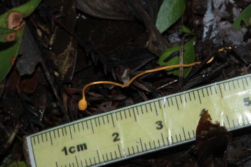 Ophiocordyceps myrmecophila(蟻蛇形蟲草)