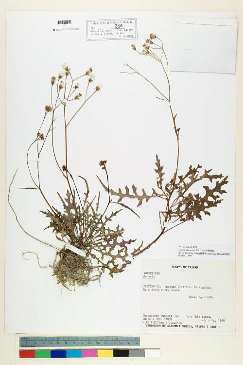 Senecio taitungensis S. S. Ying_標本_BRCM 5439