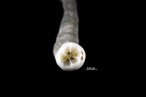 Balanophyllia japonica_DSC4959.jpg